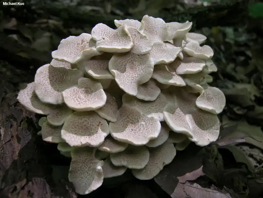 How Organic Polyporus Powder Enhances Product Value in Nutraceutical Formulations?